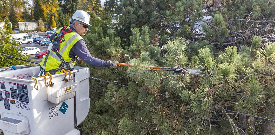 Tree Trimming